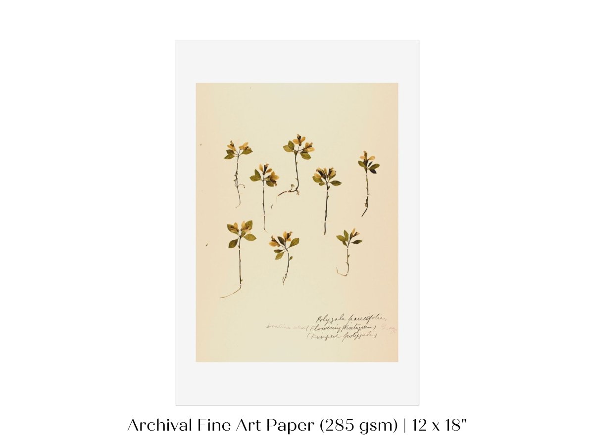 Pressed Flower Art Print | Milkwort | P433 - Single Art Prints - Piccolo Fiore Prints