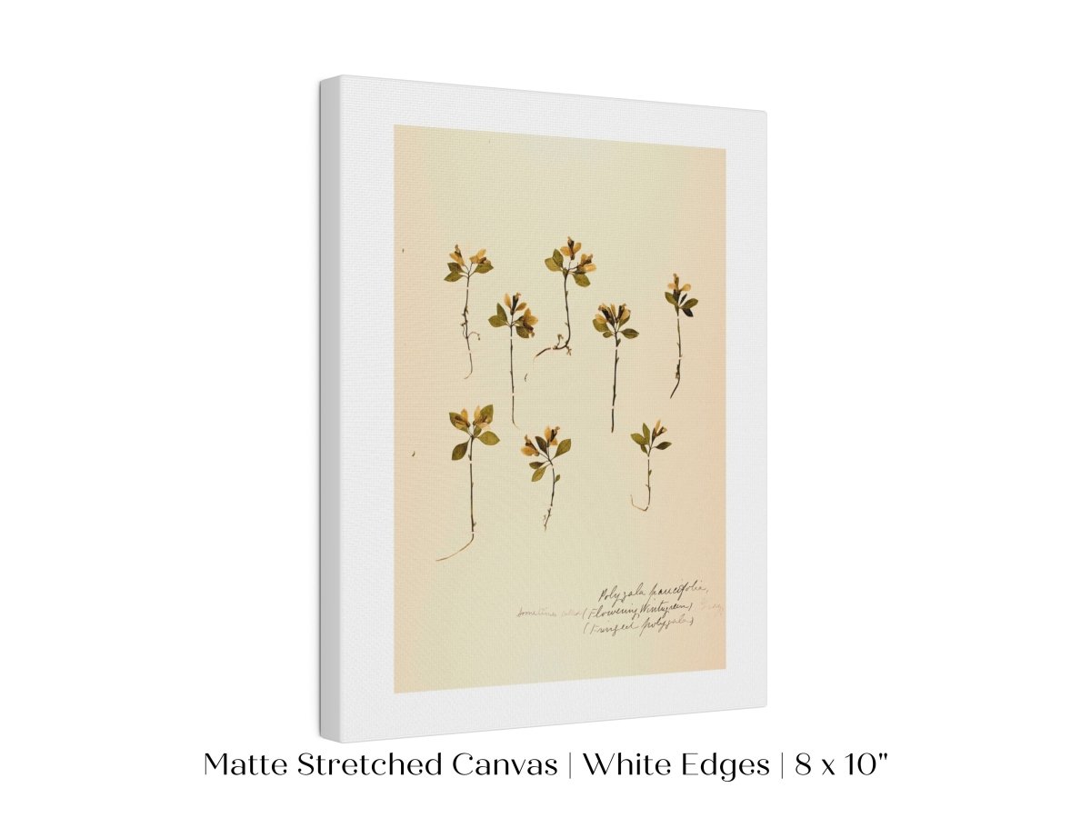 Pressed Flower Art Print | Milkwort | P433 - Single Art Prints - Piccolo Fiore Prints
