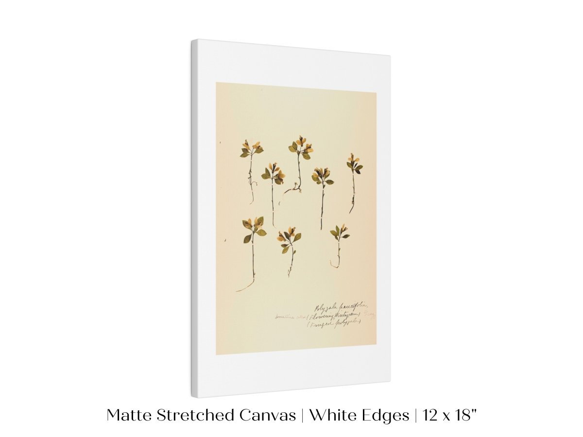 Pressed Flower Art Print | Milkwort | P433 - Single Art Prints - Piccolo Fiore Prints