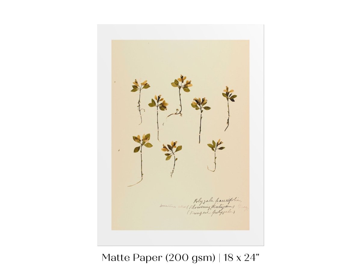 Pressed Flower Art Print | Milkwort | P433 - Single Art Prints - Piccolo Fiore Prints