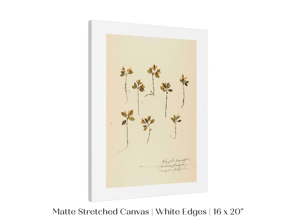 Pressed Flower Art Print | Milkwort | P433 - Single Art Prints - Piccolo Fiore Prints