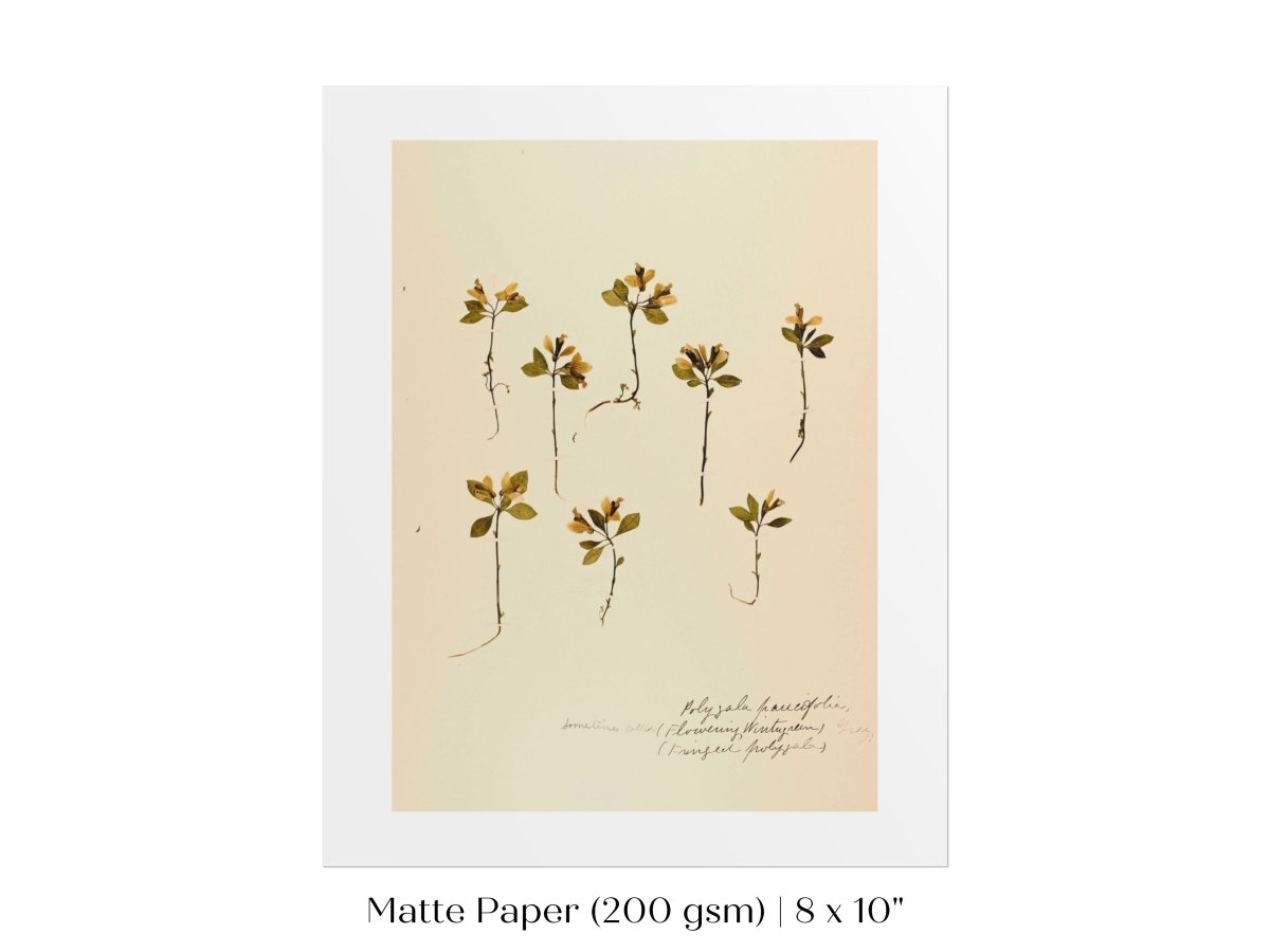 Pressed Flower Art Print | Milkwort | P433 - Single Art Prints - Piccolo Fiore Prints