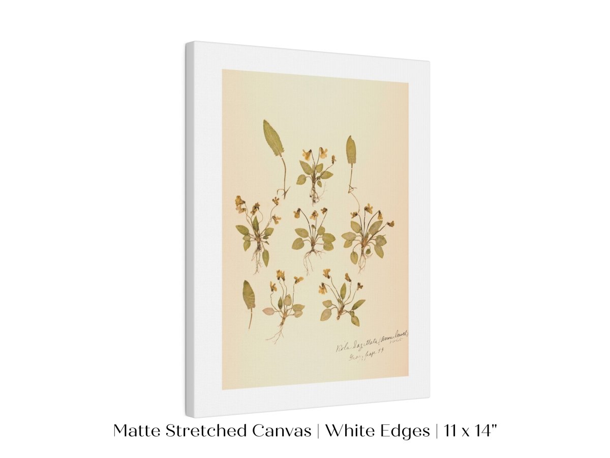 Pressed Flower Art Print | Violas | P434 - Single Art Prints - Piccolo Fiore Prints