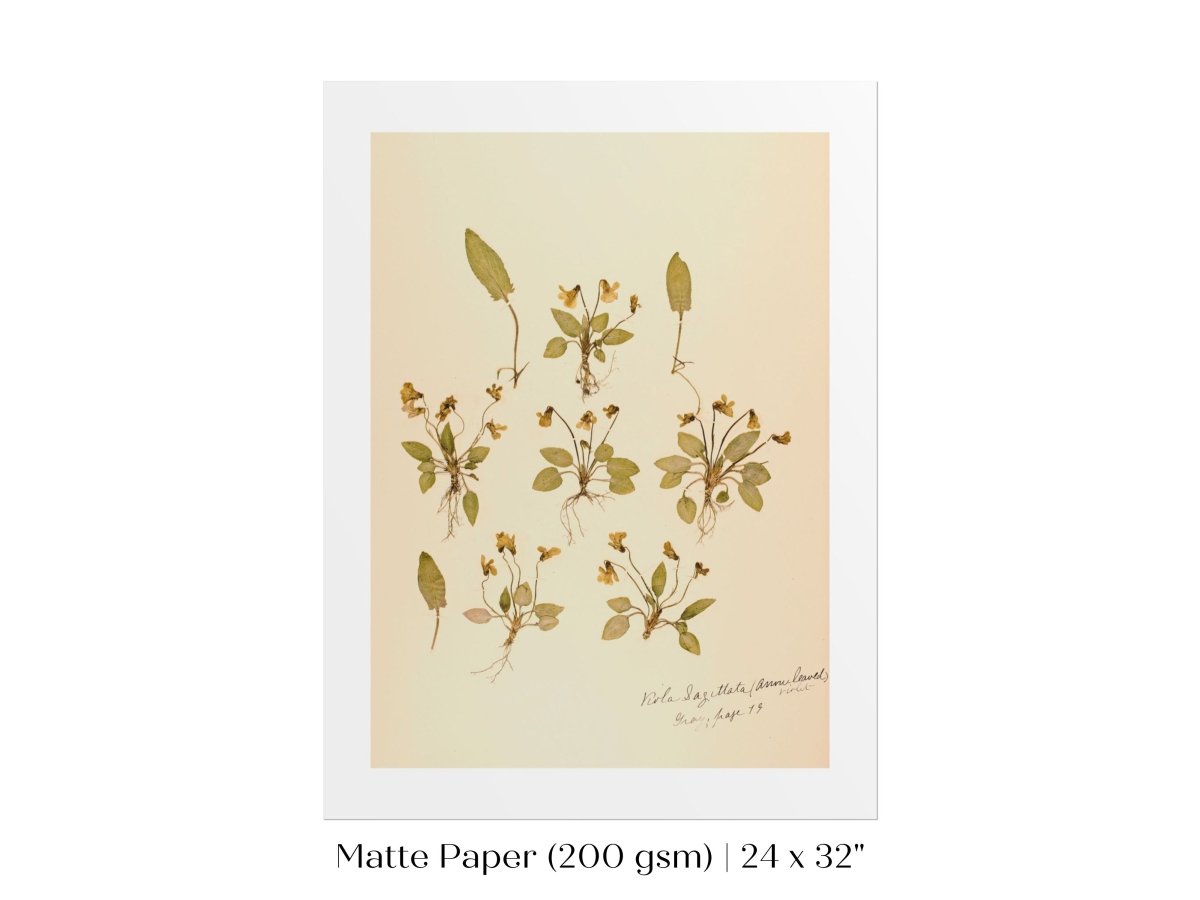 Pressed Flower Art Print | Violas | P434 - Single Art Prints - Piccolo Fiore Prints