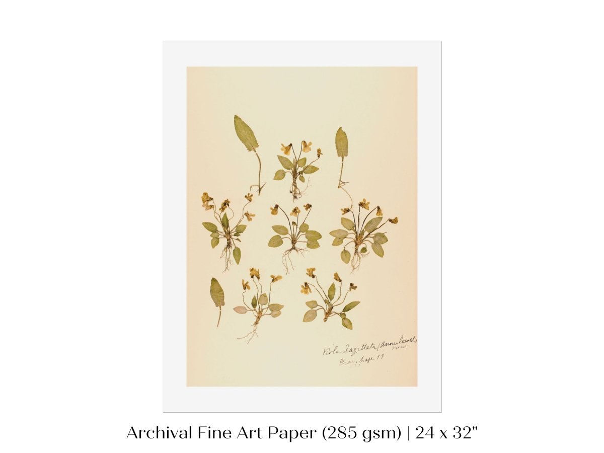 Pressed Flower Art Print | Violas | P434 - Single Art Prints - Piccolo Fiore Prints