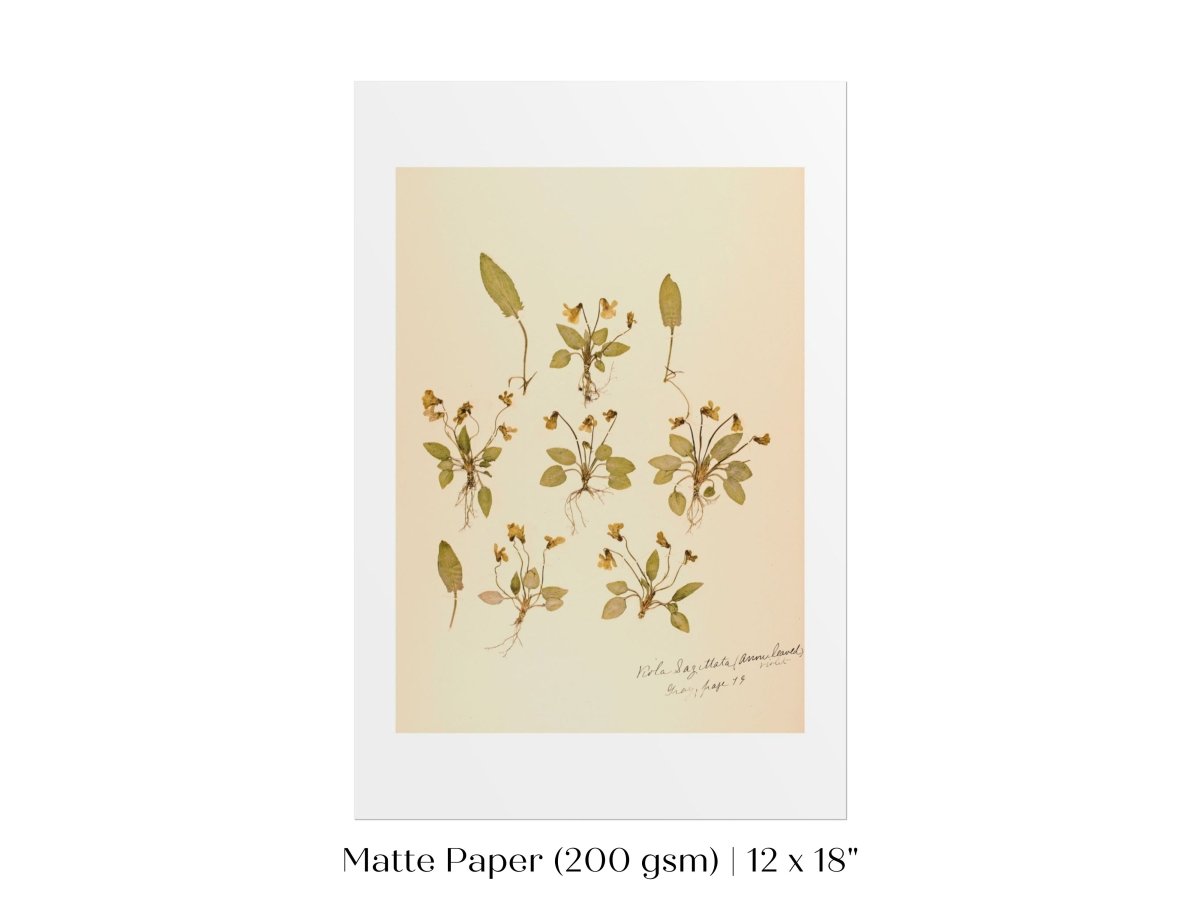 Pressed Flower Art Print | Violas | P434 - Single Art Prints - Piccolo Fiore Prints