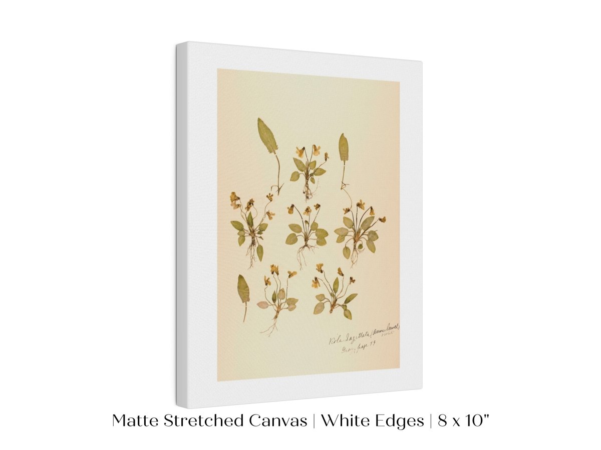 Pressed Flower Art Print | Violas | P434 - Single Art Prints - Piccolo Fiore Prints
