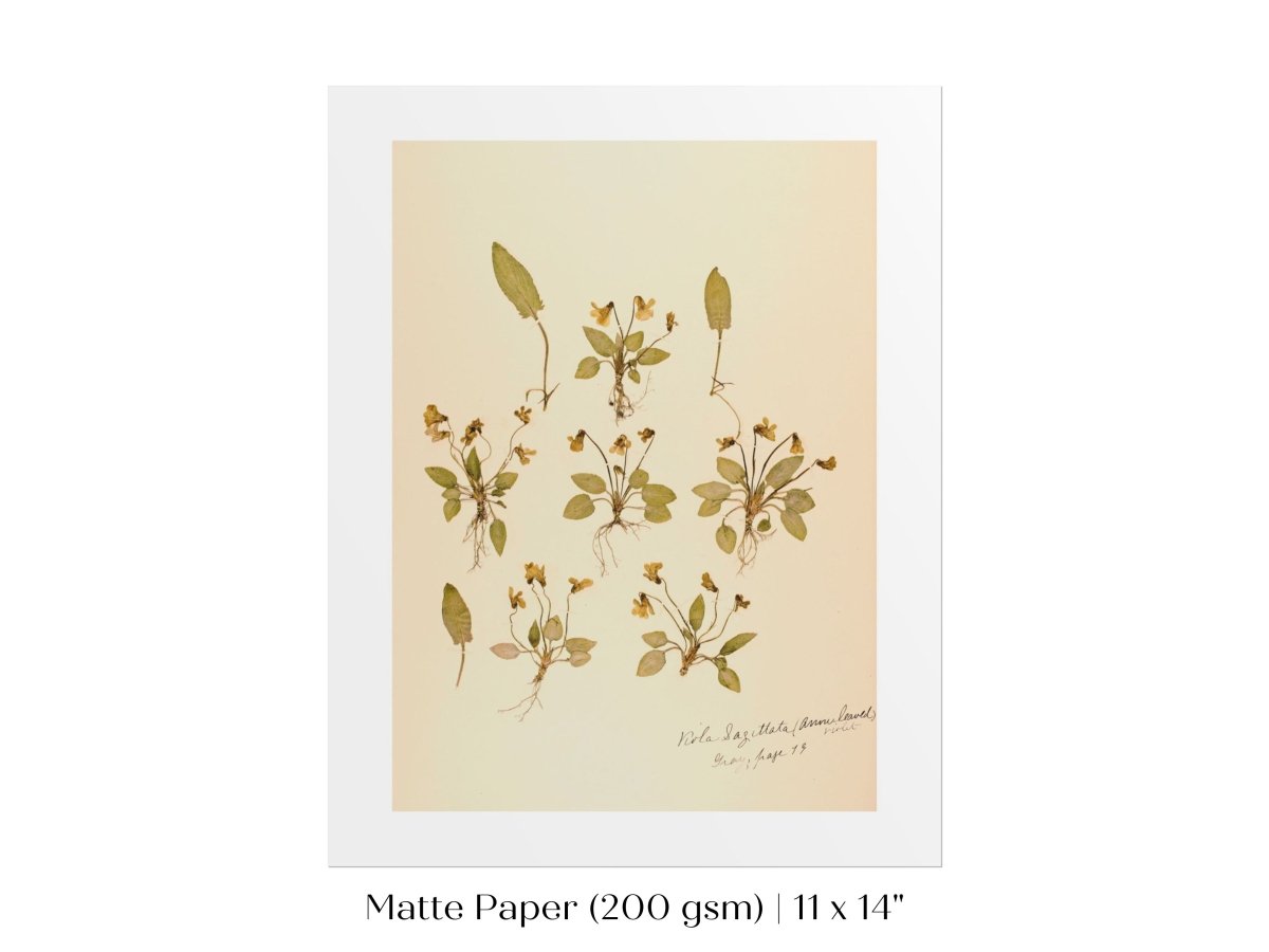 Pressed Flower Art Print | Violas | P434 - Single Art Prints - Piccolo Fiore Prints