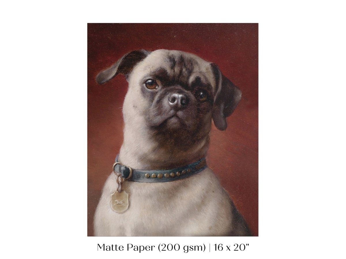Pug | P437 - Single Art Prints - Piccolo Fiore Prints