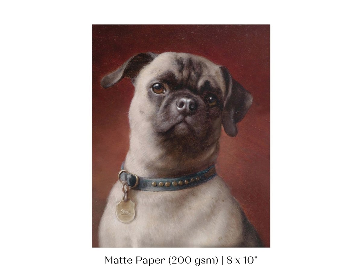 Pug | P437 - Single Art Prints - Piccolo Fiore Prints