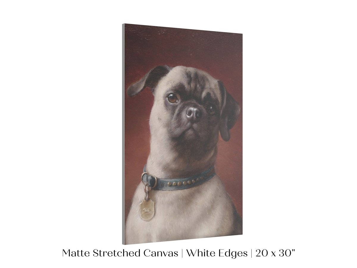 Pug | P437 - Single Art Prints - Piccolo Fiore Prints