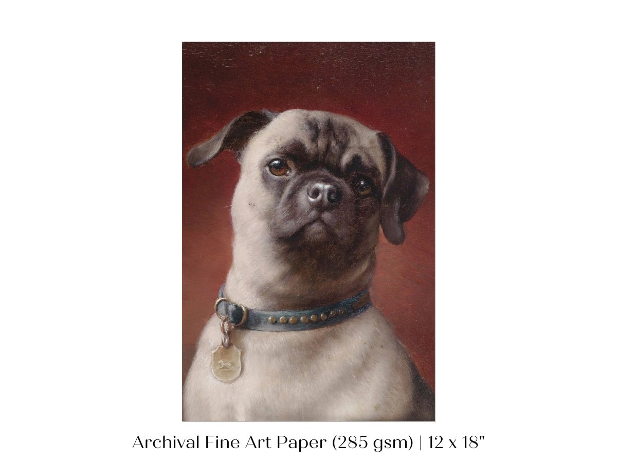 Pug | P437 - Single Art Prints - Piccolo Fiore Prints