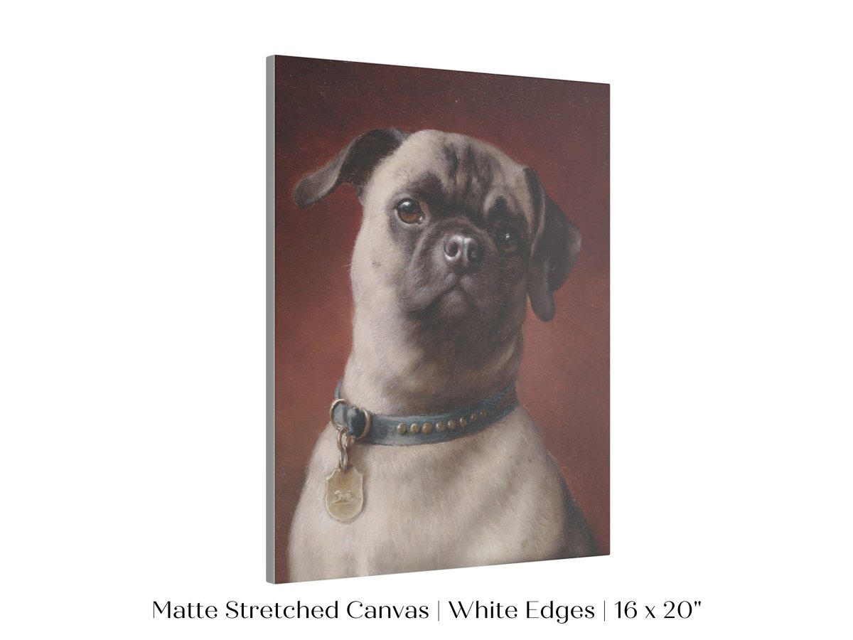Pug | P437 - Single Art Prints - Piccolo Fiore Prints