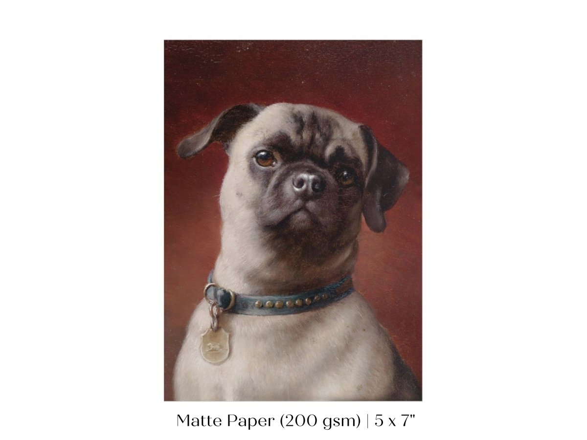 Pug | P437 - Single Art Prints - Piccolo Fiore Prints
