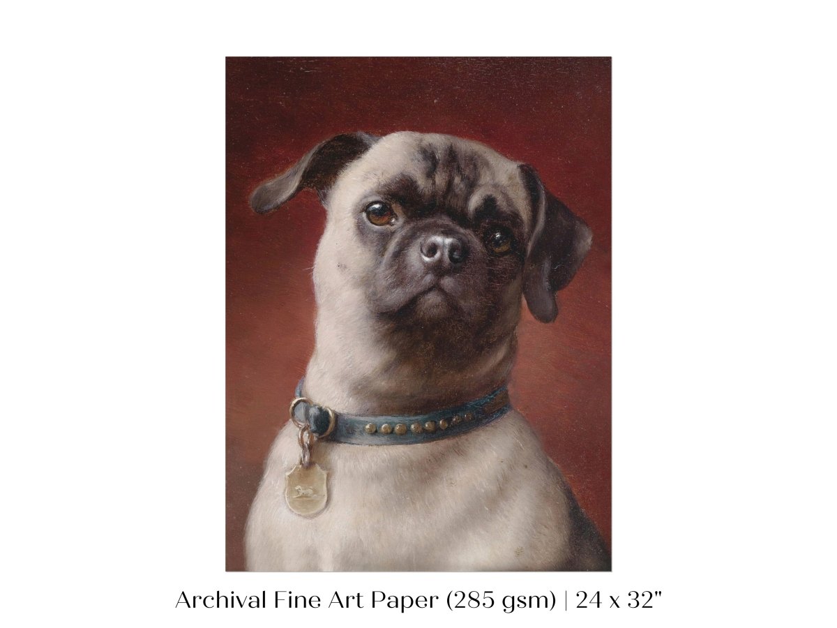 Pug | P437 - Single Art Prints - Piccolo Fiore Prints
