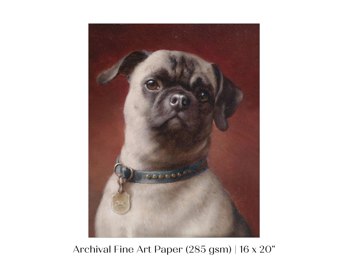 Pug | P437 - Single Art Prints - Piccolo Fiore Prints