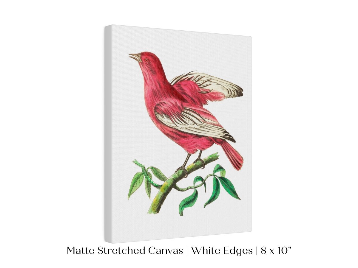 Purple Chatterer Illustration | P57 - Single Art Prints - Piccolo Fiore Prints