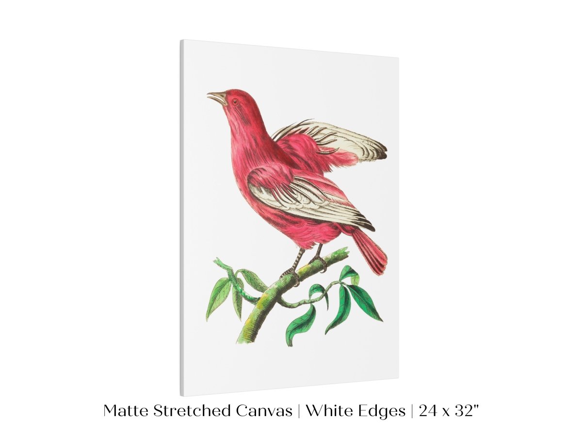 Purple Chatterer Illustration | P57 - Single Art Prints - Piccolo Fiore Prints