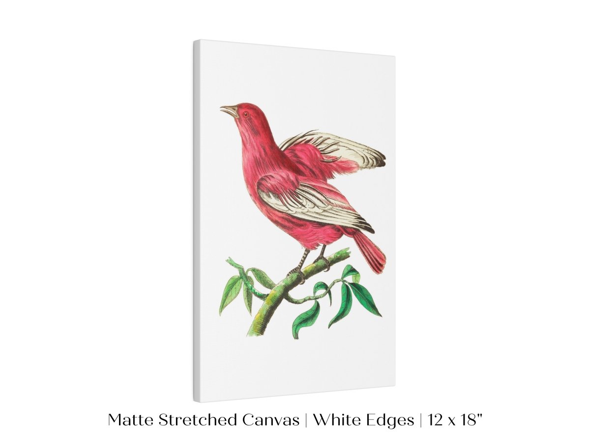 Purple Chatterer Illustration | P57 - Single Art Prints - Piccolo Fiore Prints