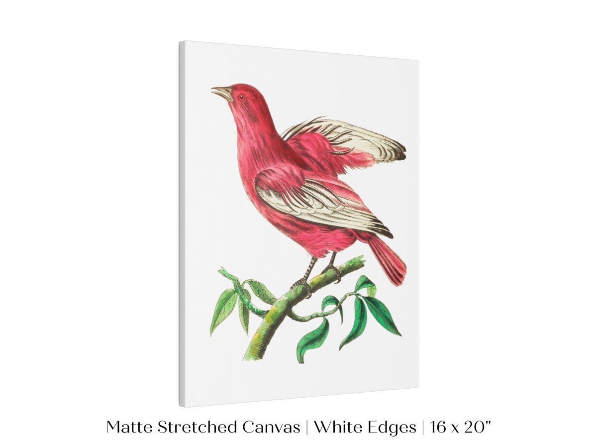 Purple Chatterer Illustration | P57 - Single Art Prints - Piccolo Fiore Prints