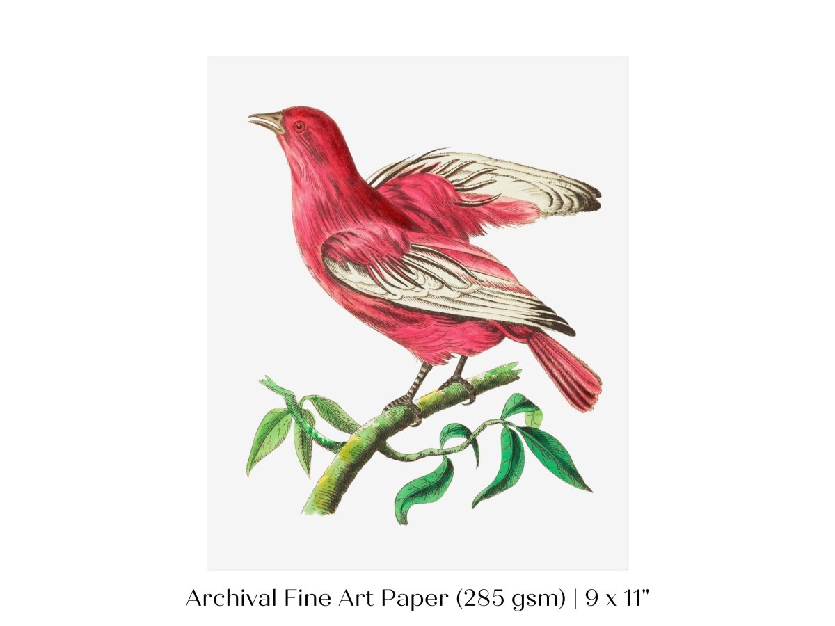 Purple Chatterer Illustration | P57 - Single Art Prints - Piccolo Fiore Prints