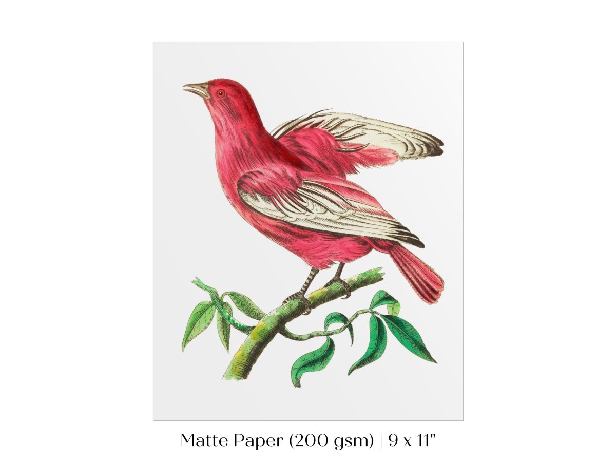 Purple Chatterer Illustration | P57 - Single Art Prints - Piccolo Fiore Prints