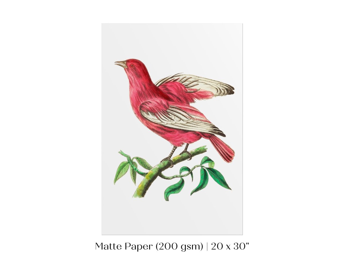 Purple Chatterer Illustration | P57 - Single Art Prints - Piccolo Fiore Prints
