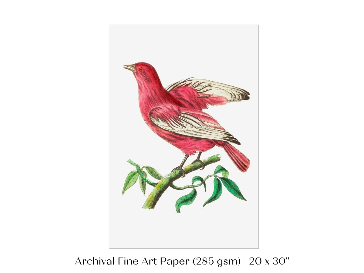 Purple Chatterer Illustration | P57 - Single Art Prints - Piccolo Fiore Prints