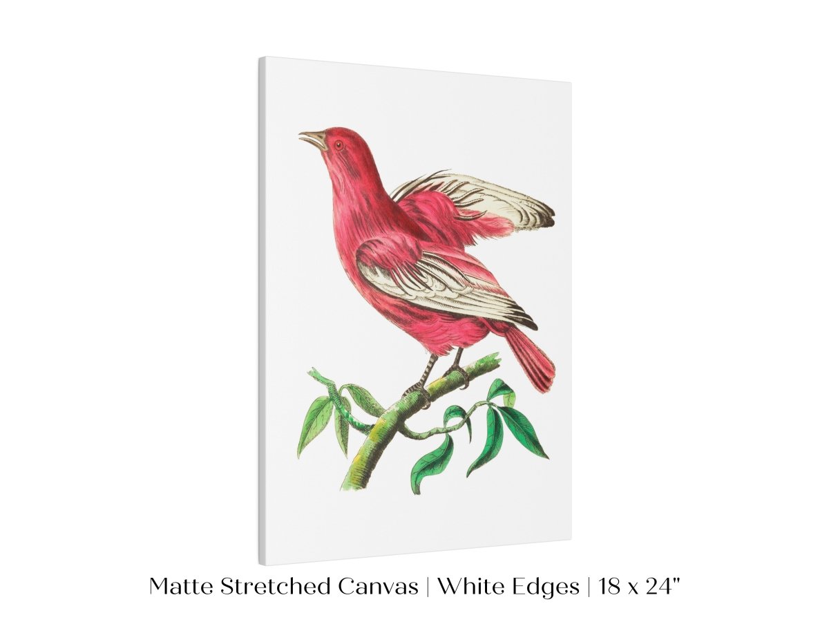 Purple Chatterer Illustration | P57 - Single Art Prints - Piccolo Fiore Prints