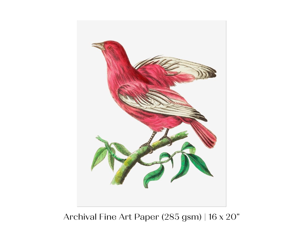 Purple Chatterer Illustration | P57 - Single Art Prints - Piccolo Fiore Prints
