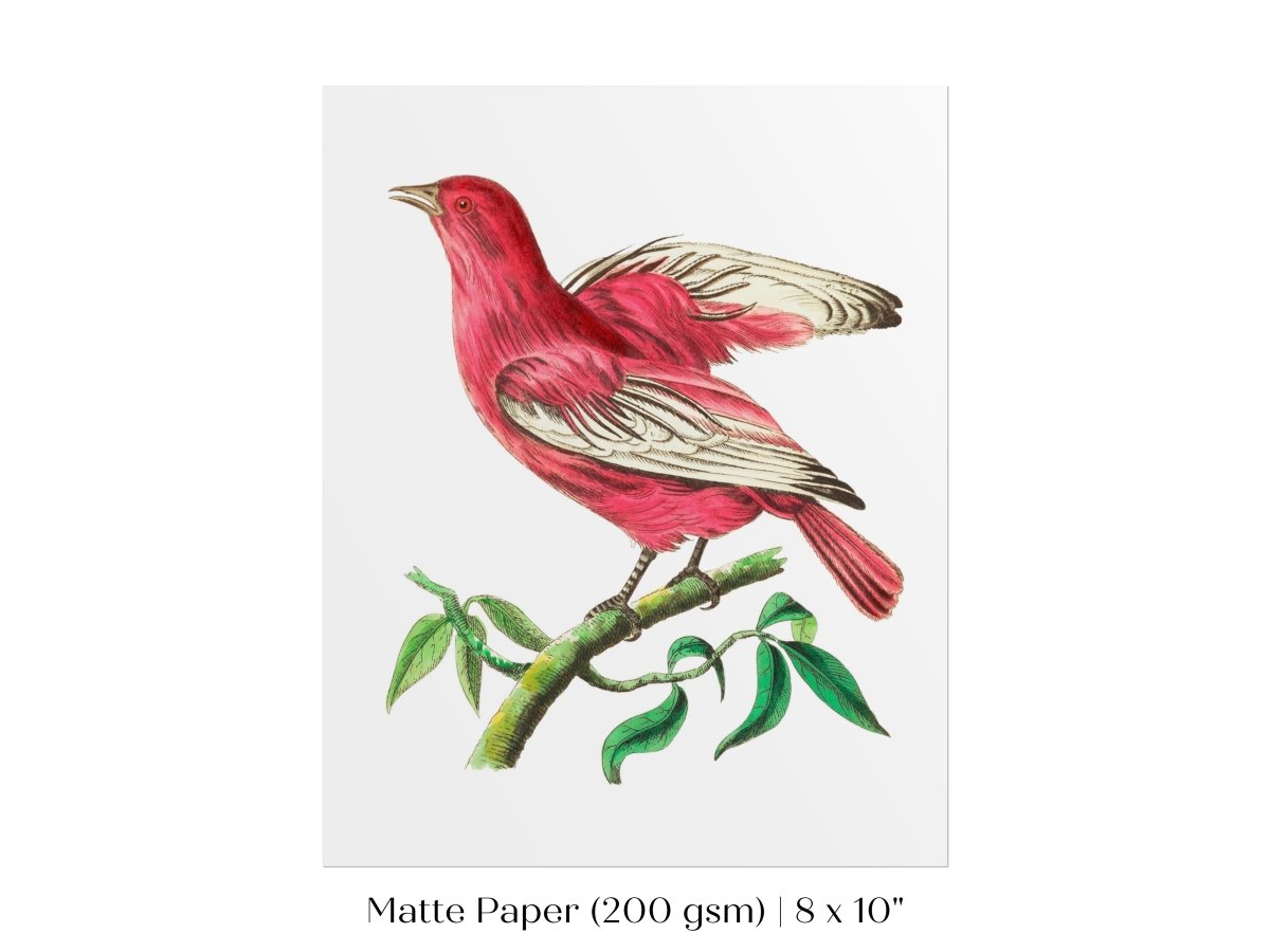 Purple Chatterer Illustration | P57 - Single Art Prints - Piccolo Fiore Prints