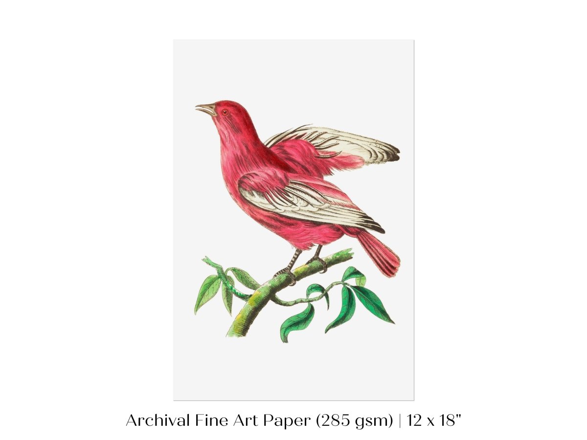 Purple Chatterer Illustration | P57 - Single Art Prints - Piccolo Fiore Prints