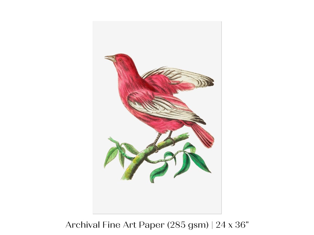 Purple Chatterer Illustration | P57 - Single Art Prints - Piccolo Fiore Prints