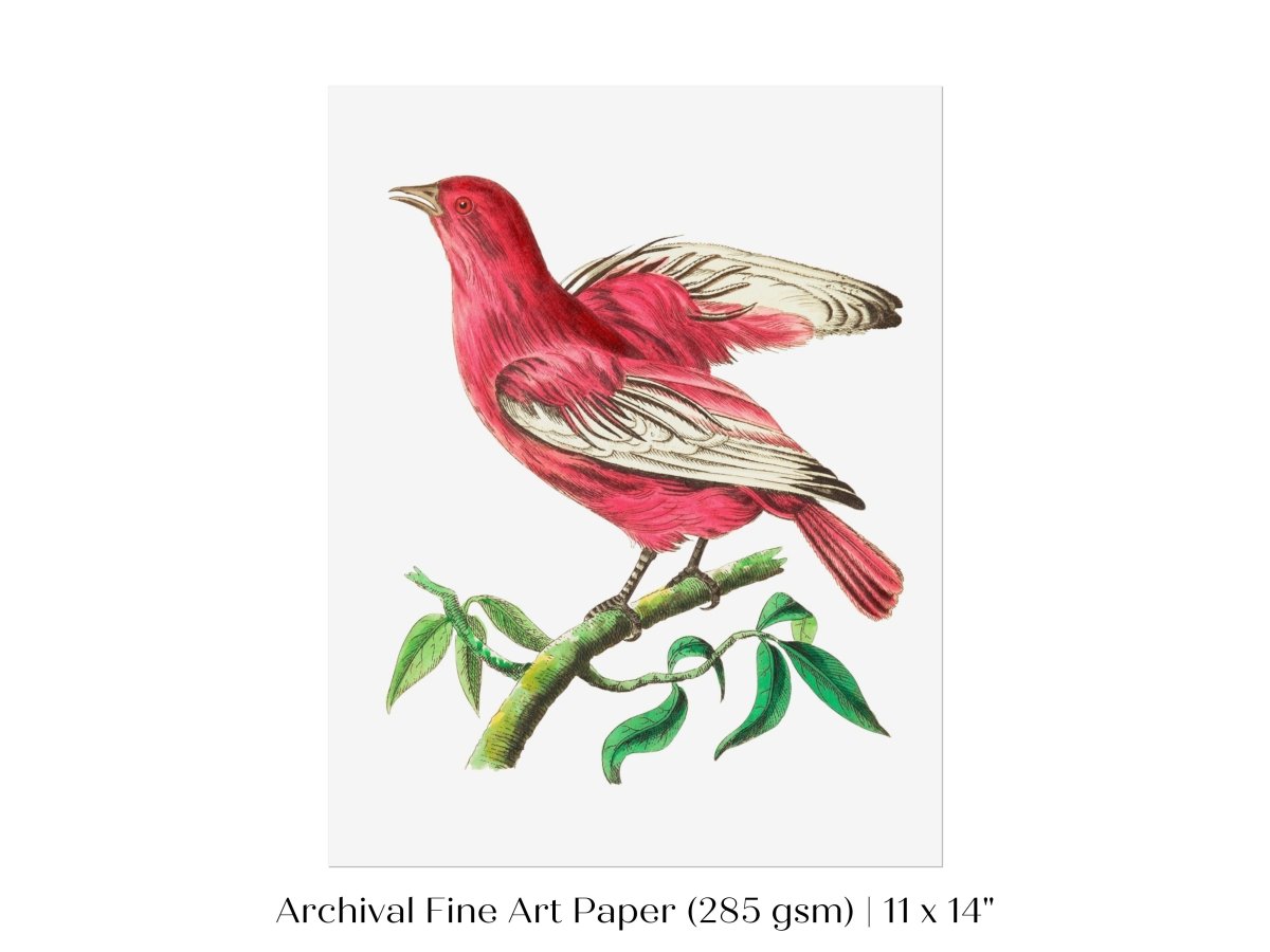 Purple Chatterer Illustration | P57 - Single Art Prints - Piccolo Fiore Prints