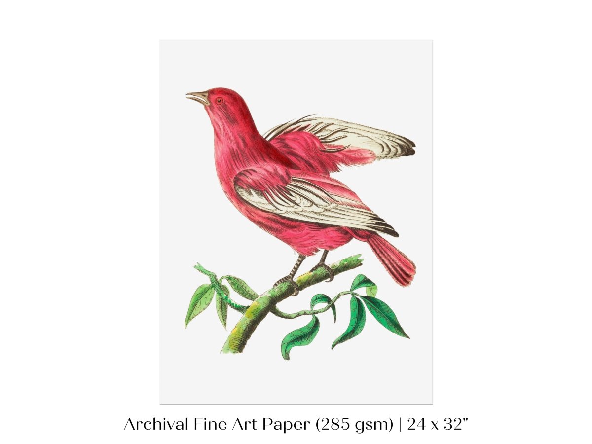 Purple Chatterer Illustration | P57 - Single Art Prints - Piccolo Fiore Prints