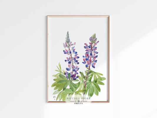 Purple/Pink Lupine Illustration | P43 - Single Art Prints - Piccolo Fiore Prints