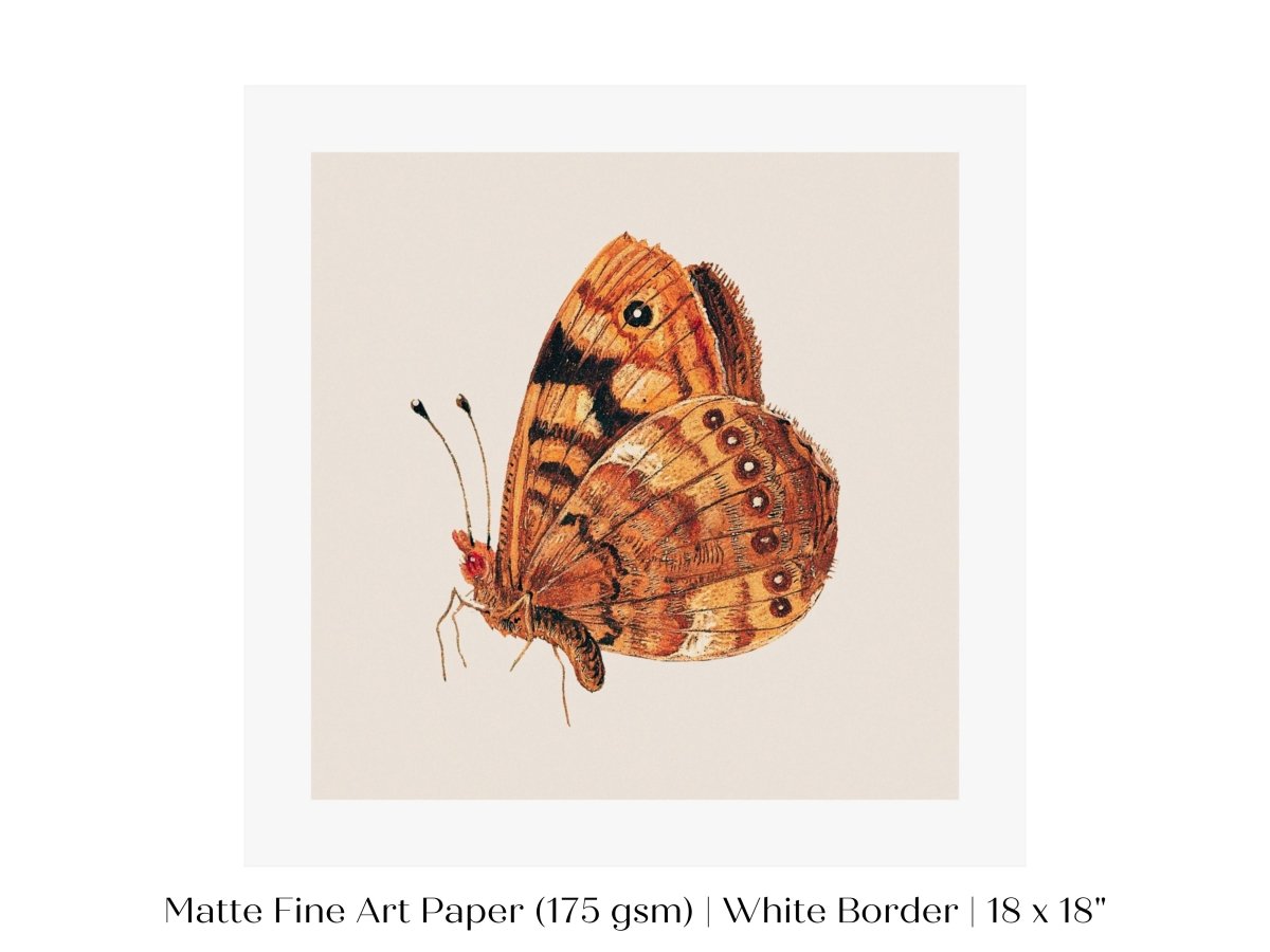 Rust Coloured Moth | P363 - Single Square Art Prints - Piccolo Fiore Prints
