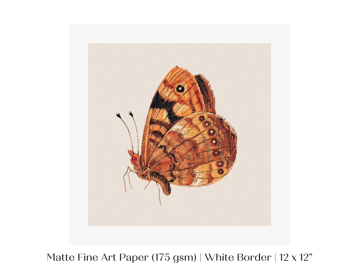 Rust Coloured Moth | P363 - Single Square Art Prints - Piccolo Fiore Prints