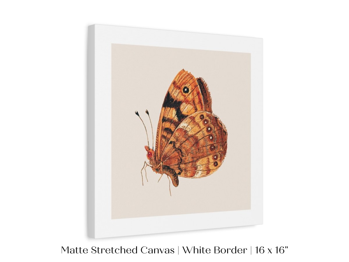 Rust Coloured Moth | P363 - Single Square Art Prints - Piccolo Fiore Prints