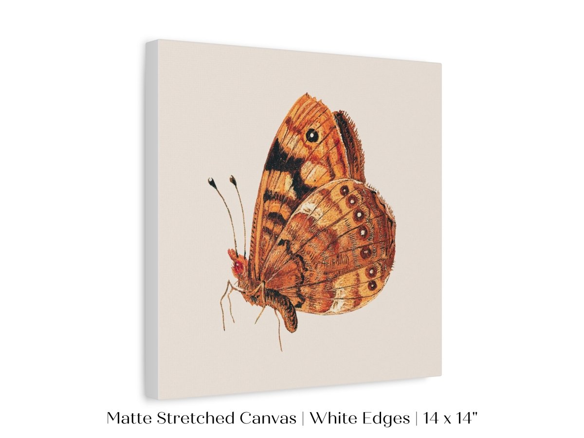 Rust Coloured Moth | P363 - Single Square Art Prints - Piccolo Fiore Prints