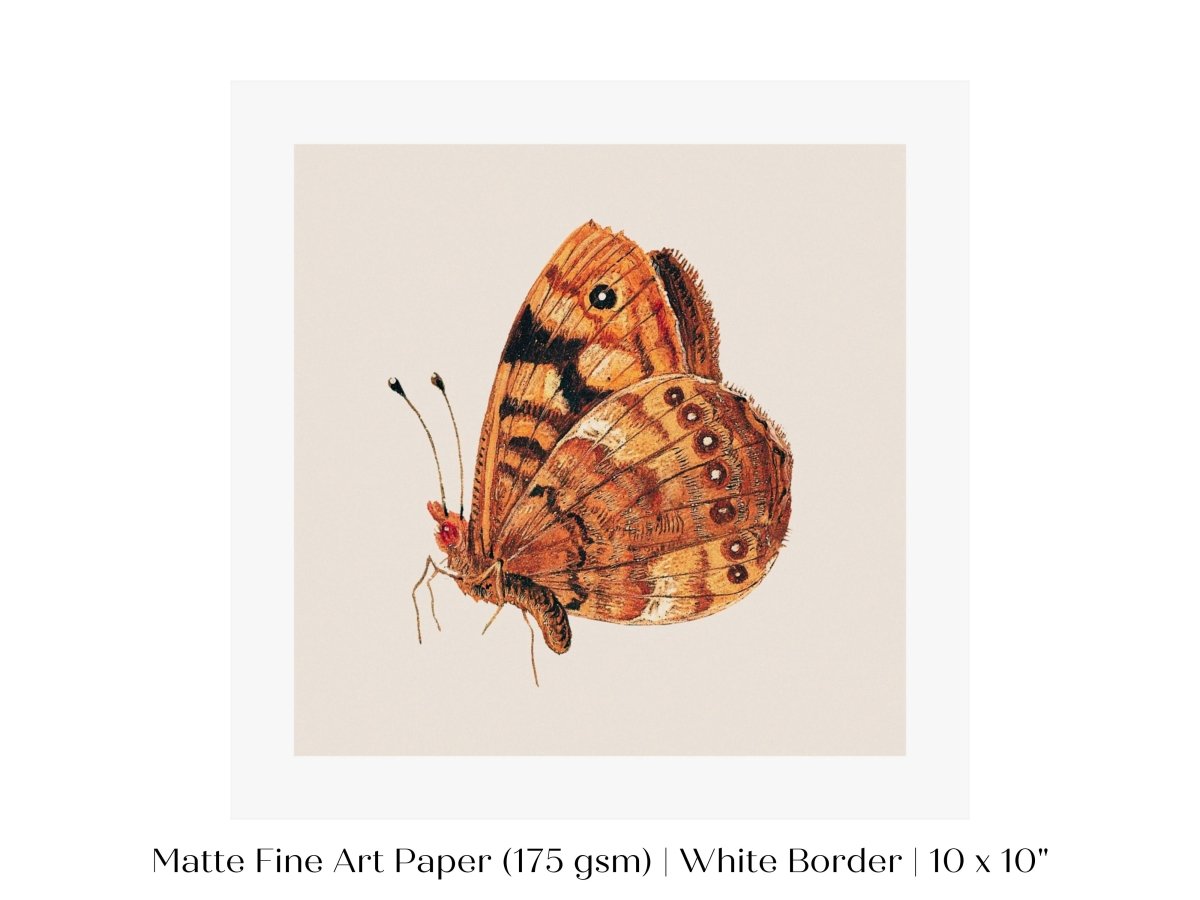 Rust Coloured Moth | P363 - Single Square Art Prints - Piccolo Fiore Prints
