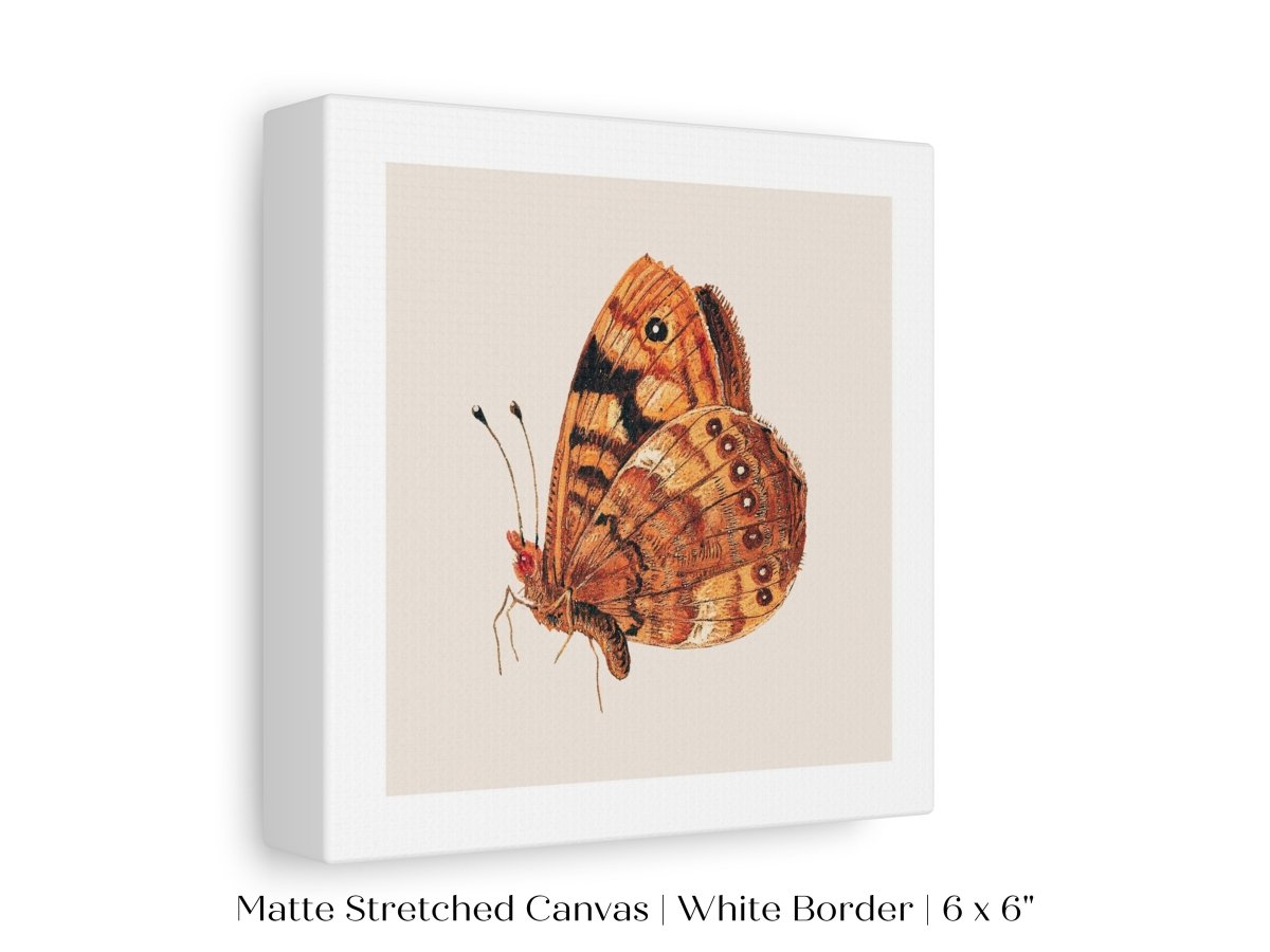 Rust Coloured Moth | P363 - Single Square Art Prints - Piccolo Fiore Prints