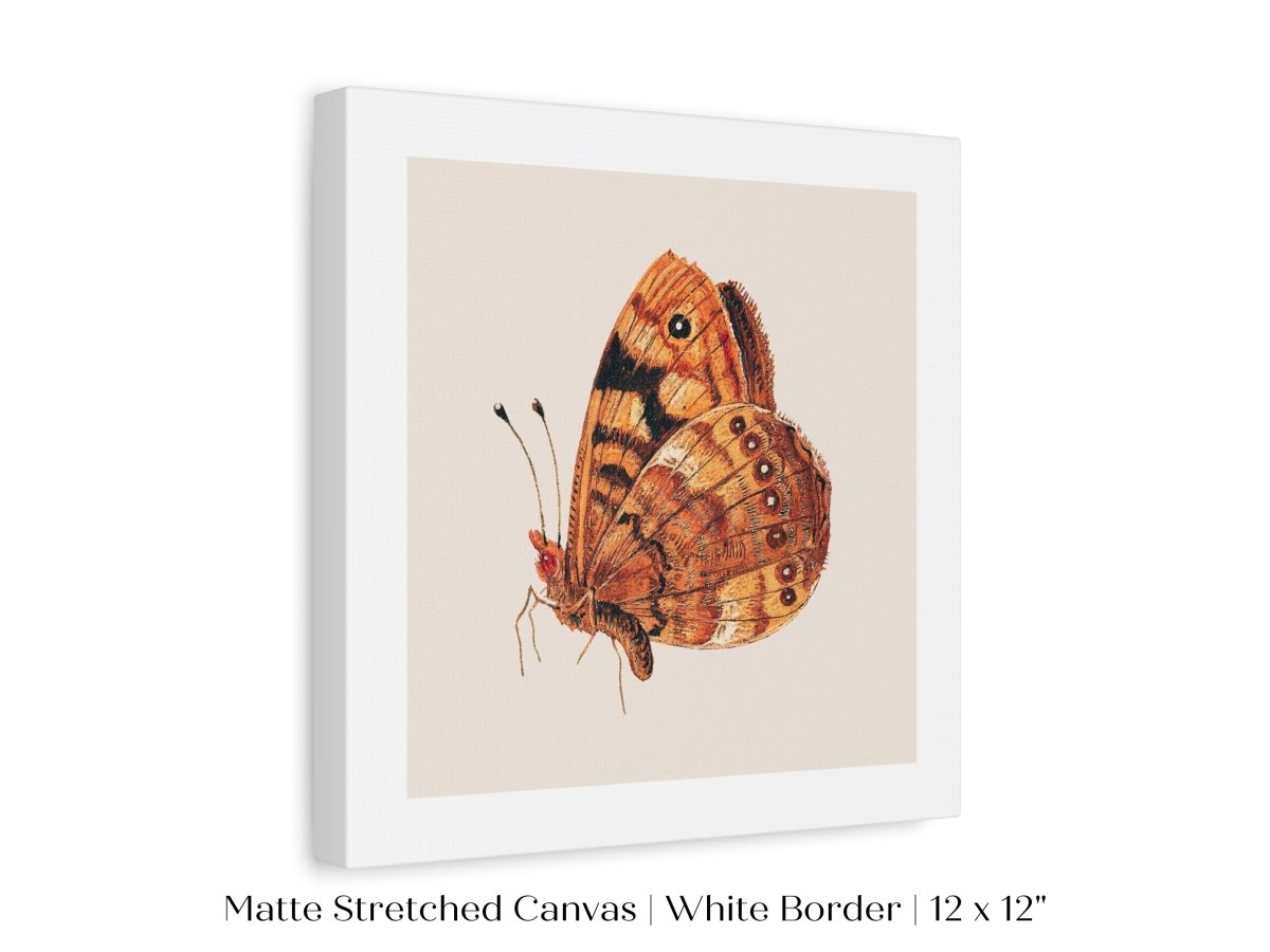 Rust Coloured Moth | P363 - Single Square Art Prints - Piccolo Fiore Prints