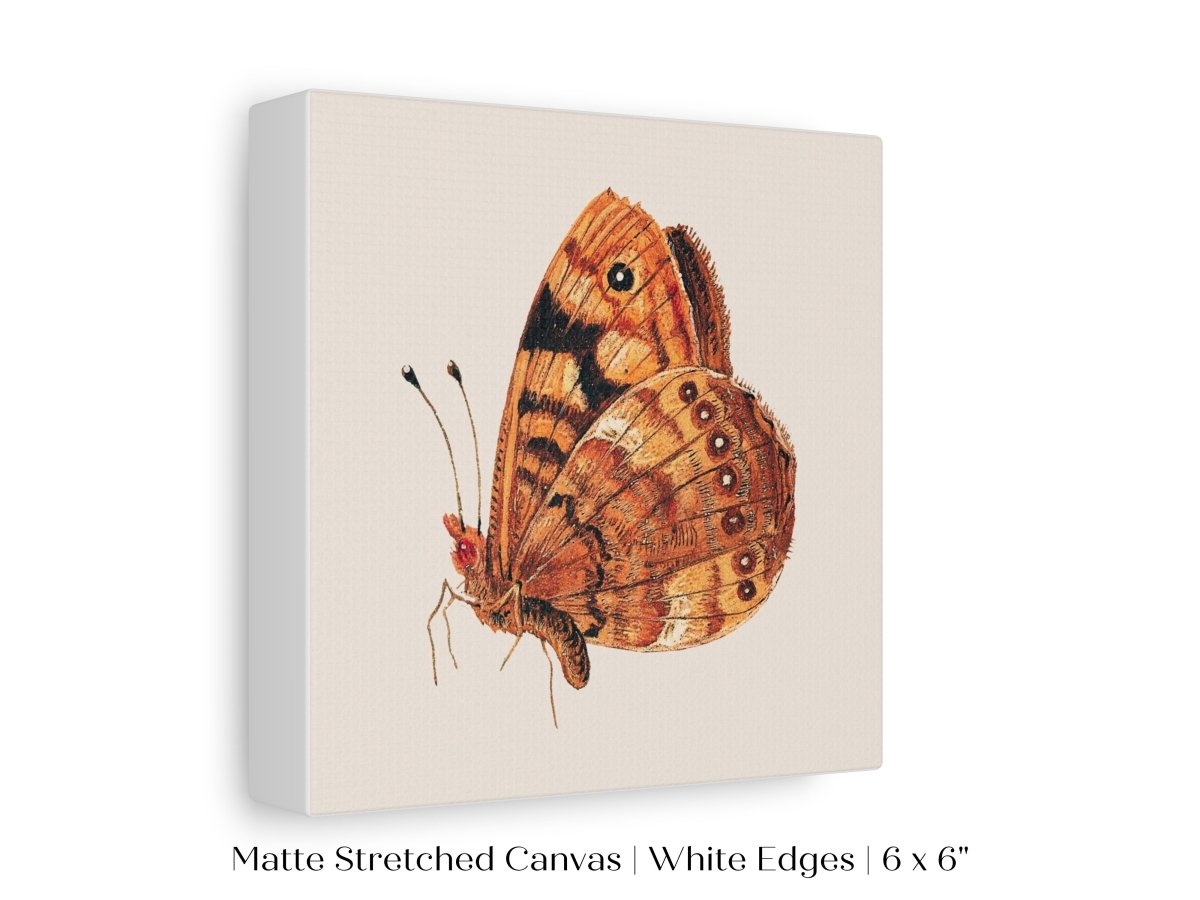 Rust Coloured Moth | P363 - Single Square Art Prints - Piccolo Fiore Prints
