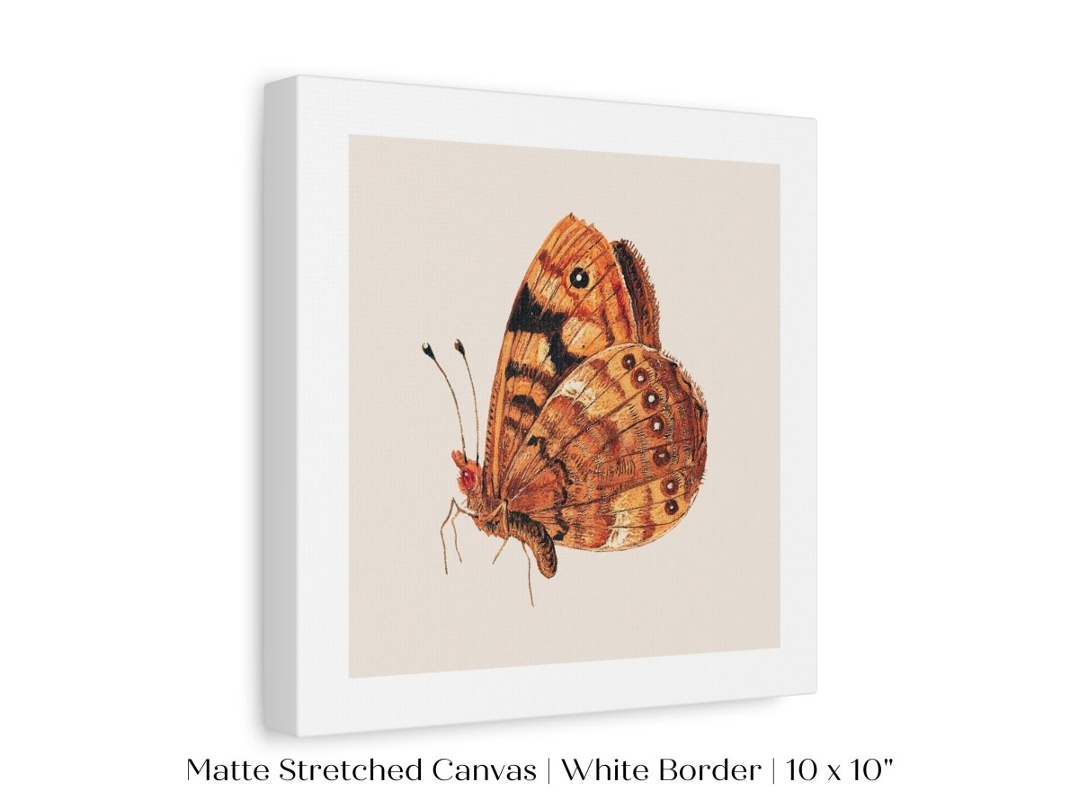 Rust Coloured Moth | P363 - Single Square Art Prints - Piccolo Fiore Prints