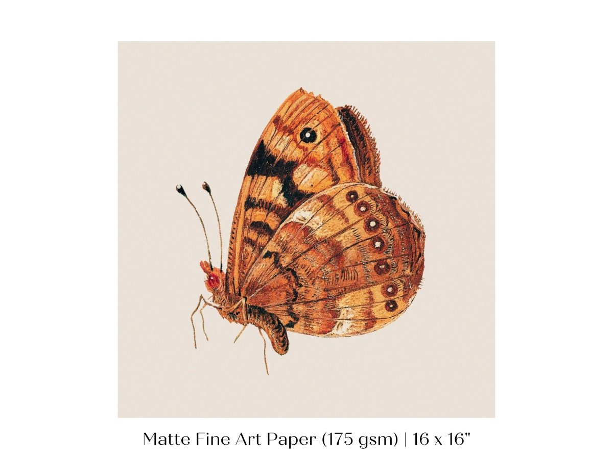 Rust Coloured Moth | P363 - Single Square Art Prints - Piccolo Fiore Prints