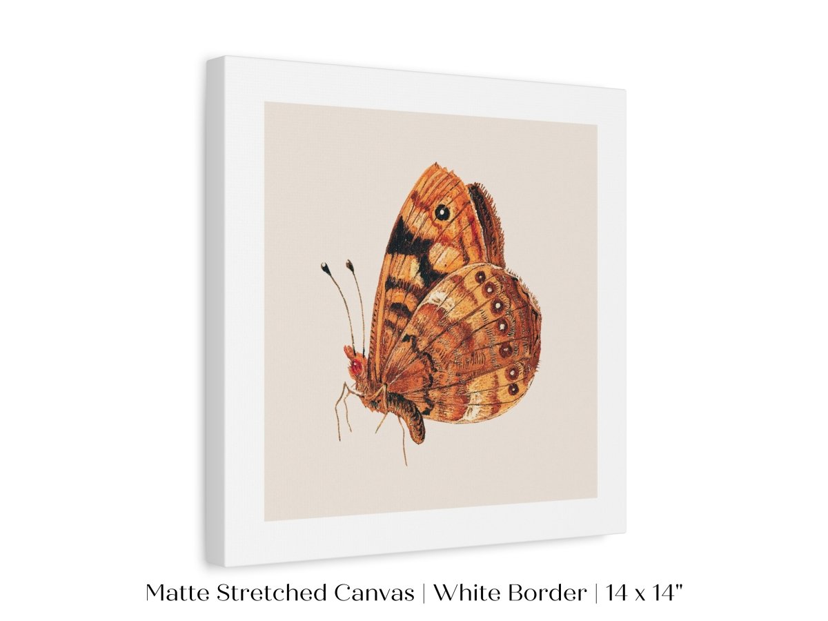 Rust Coloured Moth | P363 - Single Square Art Prints - Piccolo Fiore Prints