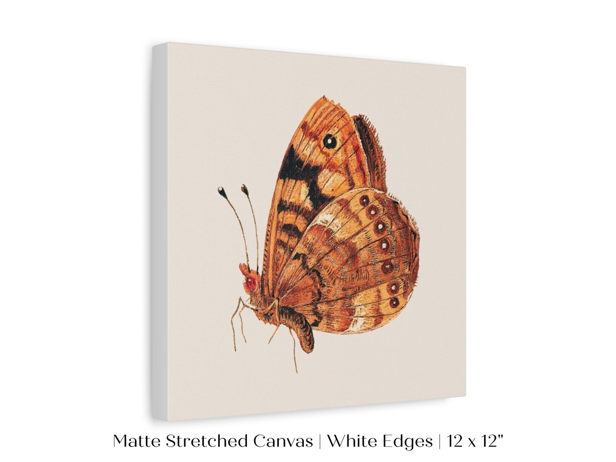 Rust Coloured Moth | P363 - Single Square Art Prints - Piccolo Fiore Prints