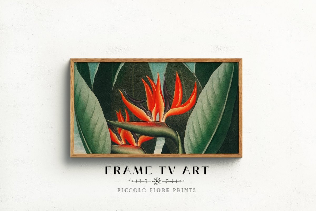 Samsung Frame TV Art | Bird of Paradise | TV1 - Frame TV Art - Piccolo Fiore Prints