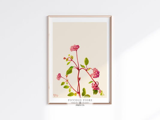 Sand Verbena Illustration | P163 - Single Art Prints - Piccolo Fiore Prints
